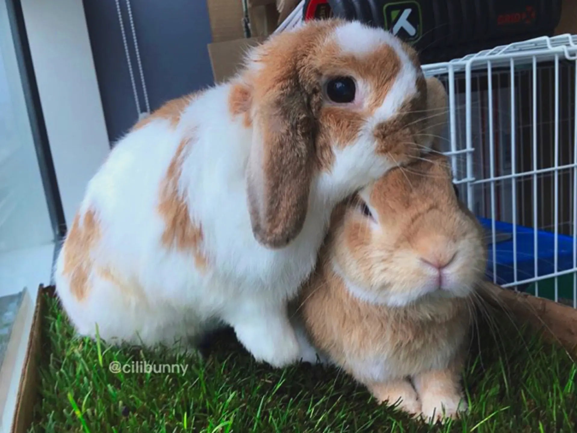 Fresh Patch Genuine Grass for Rabbits