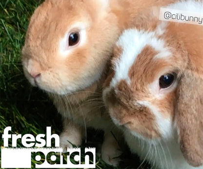 Fresh Patch Genuine Grass for Rabbits