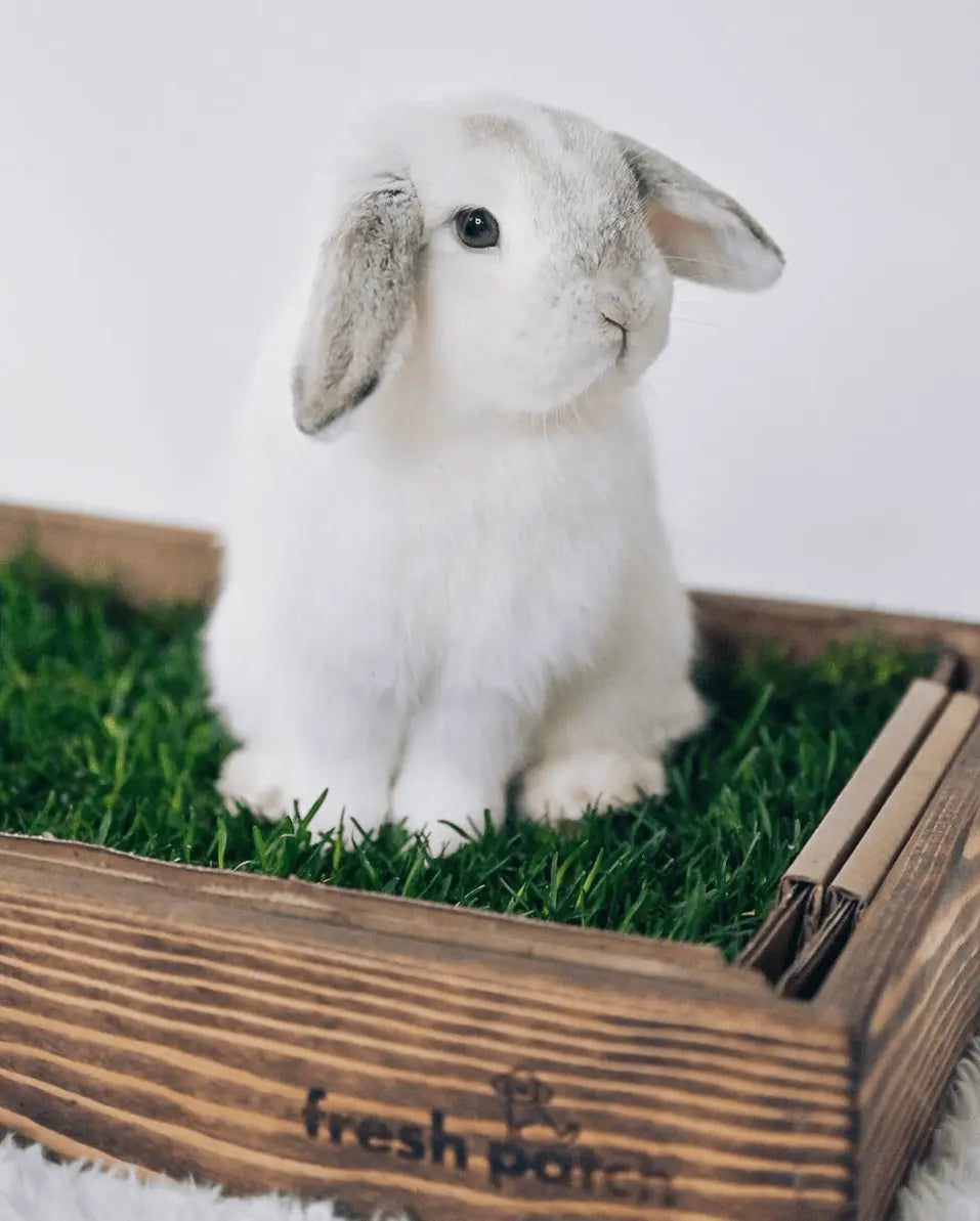 Fresh Patch Genuine Grass for Rabbits